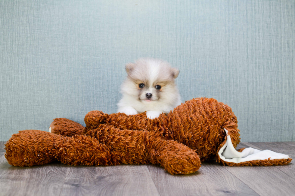 Best Pomeranian Baby