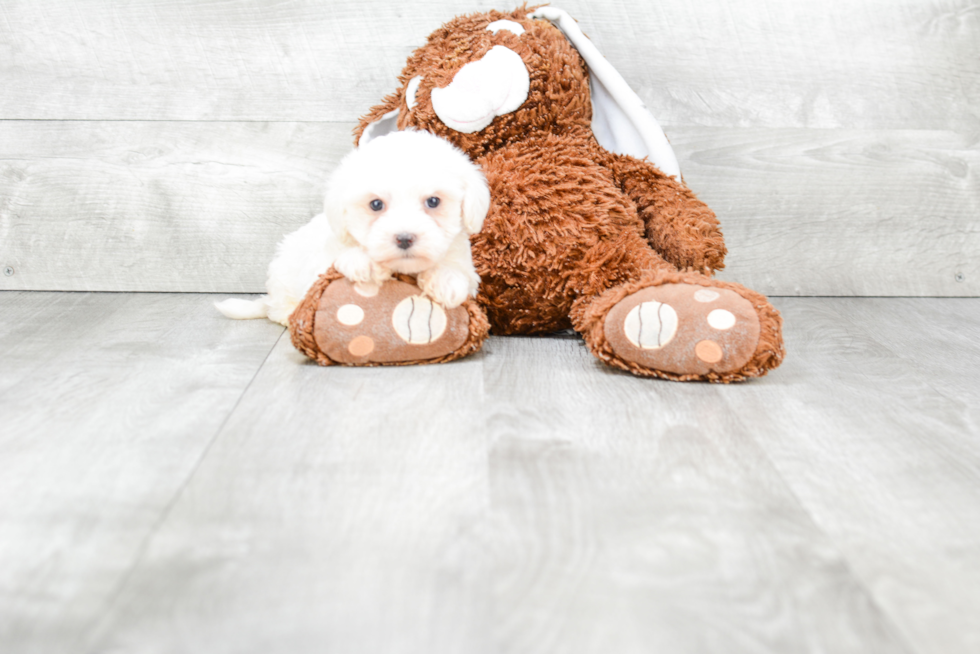 Best Maltipoo Baby