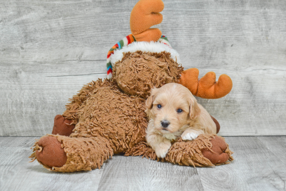 Popular Maltipoo Poodle Mix Pup