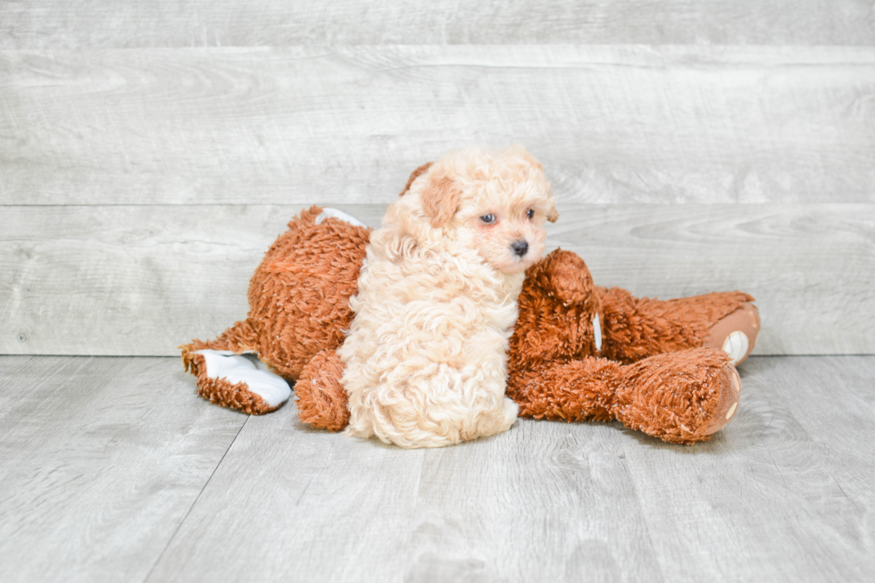 Happy Maltipoo Baby