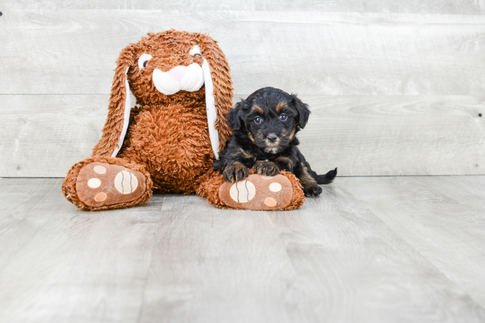 Sweet Havanese Purebred Puppy