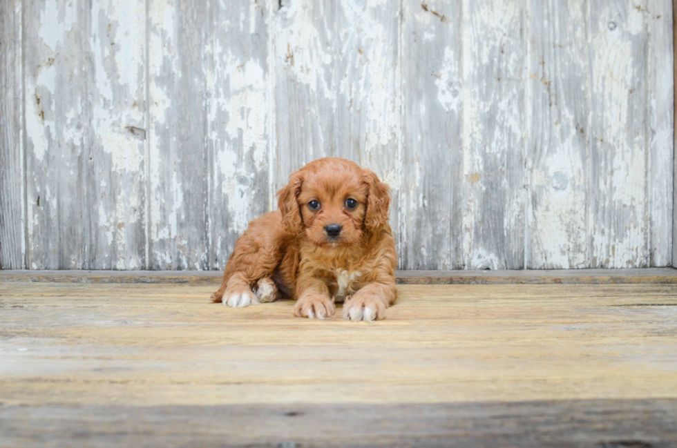 Cavapoo Pup Being Cute