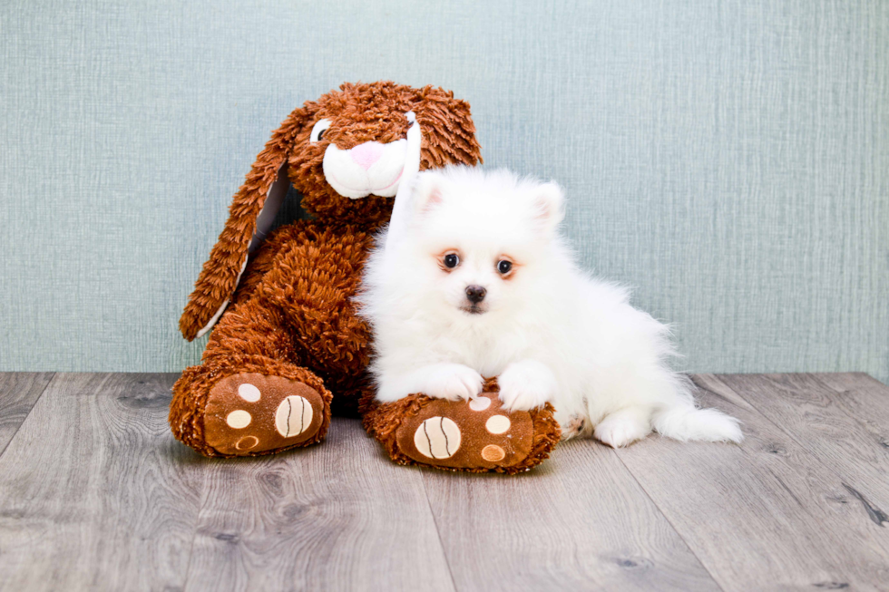 Sweet Pomeranian Purebred Puppy