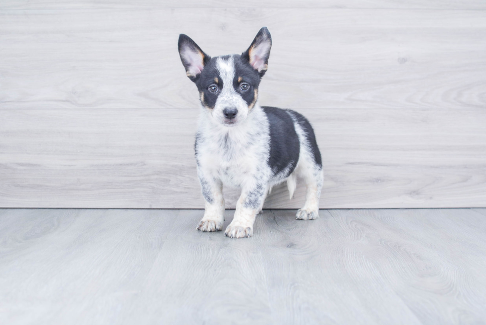 Cute Cowboy Corgi Mix Pup