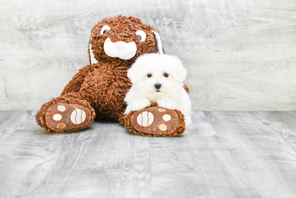 Hypoallergenic Maltese Purebred Pup