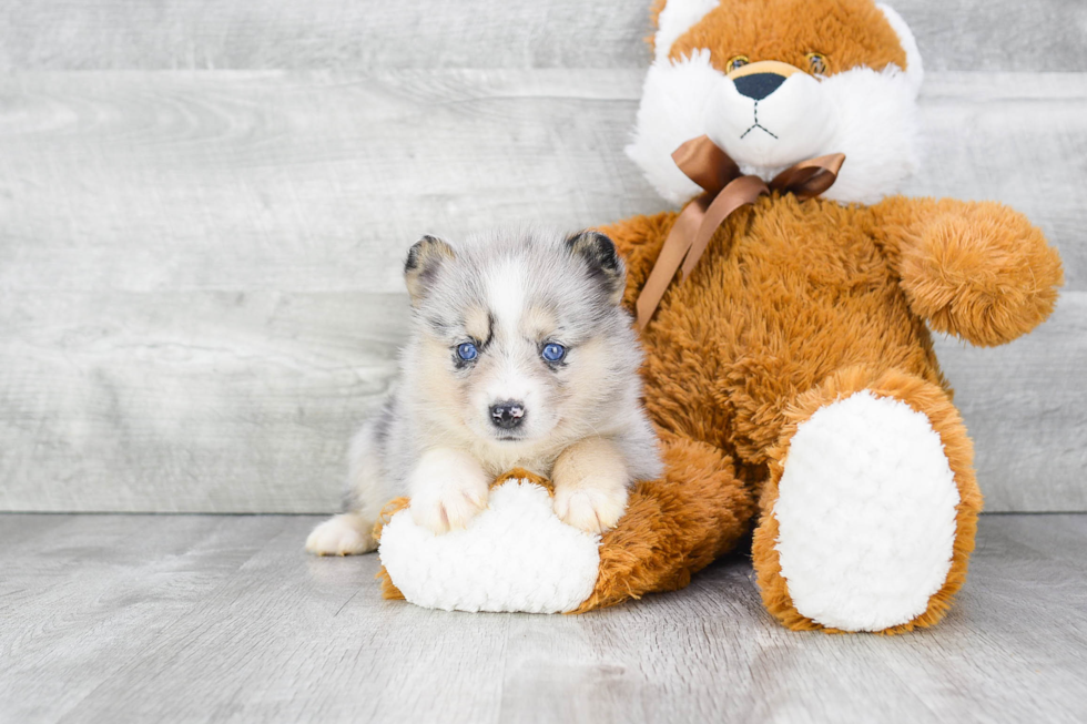 Best Pomsky Baby