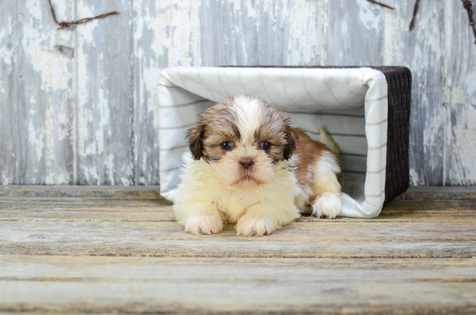 Shih Tzu Puppy for Adoption