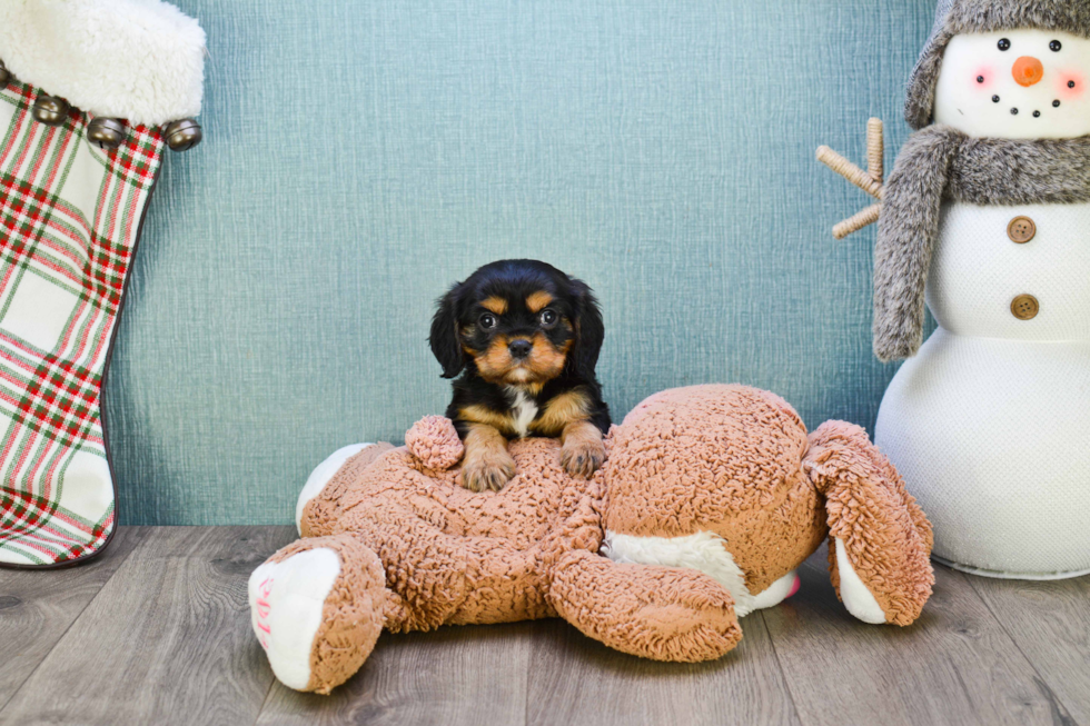 Cavalier King Charles Spaniel Puppy for Adoption