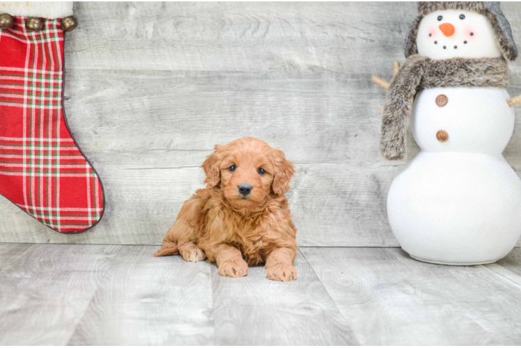 Friendly Mini Goldendoodle Baby