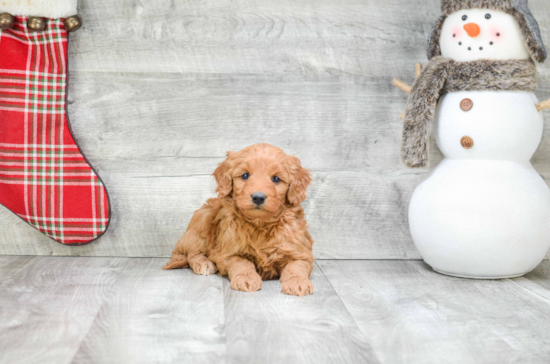 Friendly Mini Goldendoodle Baby