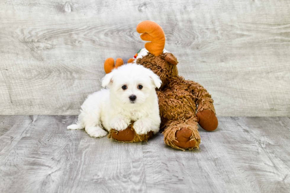 Maltese Puppy for Adoption