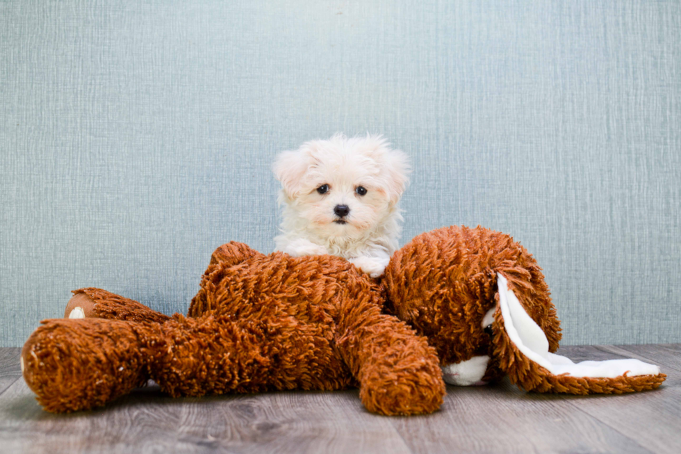 Best Maltipoo Baby