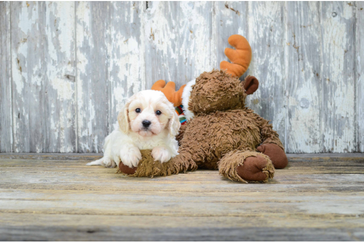 Cavachon Pup Being Cute