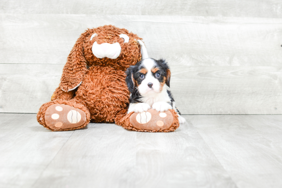 Happy Cavalier King Charles Spaniel Purebred Puppy