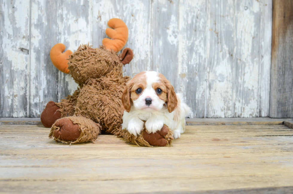 Sweet Cavalier King Charles Spaniel Purebred Puppy