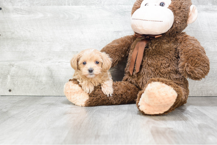 Maltipoo Puppy for Adoption