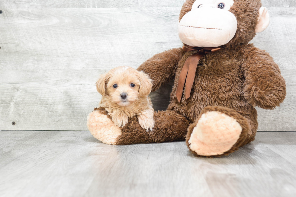 Maltipoo Puppy for Adoption