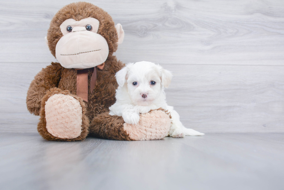 Cute Havanese Purebred Puppy