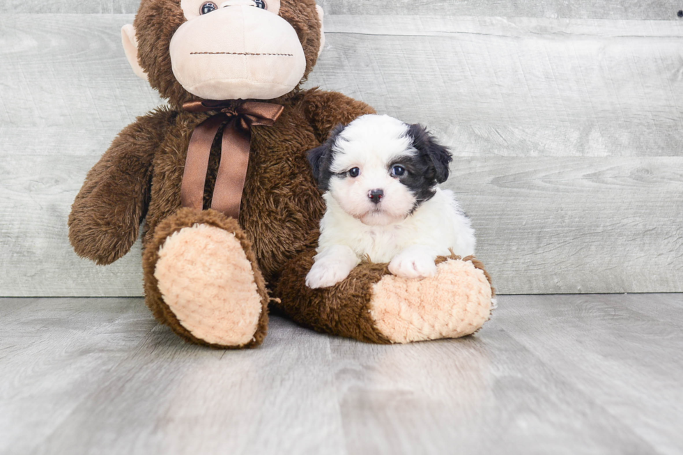 Teddy Bear Pup Being Cute