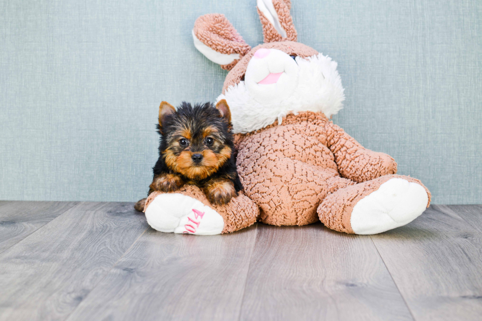 Meet Tinkerbell - our Yorkshire Terrier Puppy Photo 