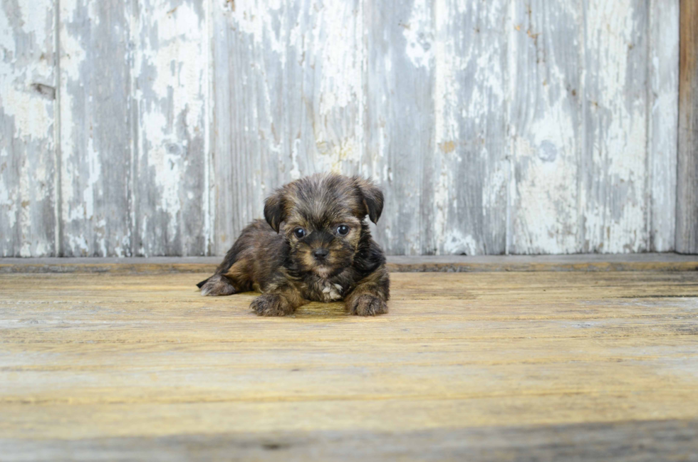 Playful Shorkie Designer Puppy