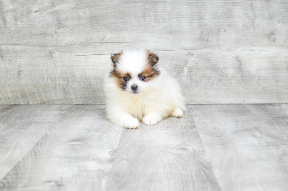 Akc Registered Pomeranian Purebred Pup