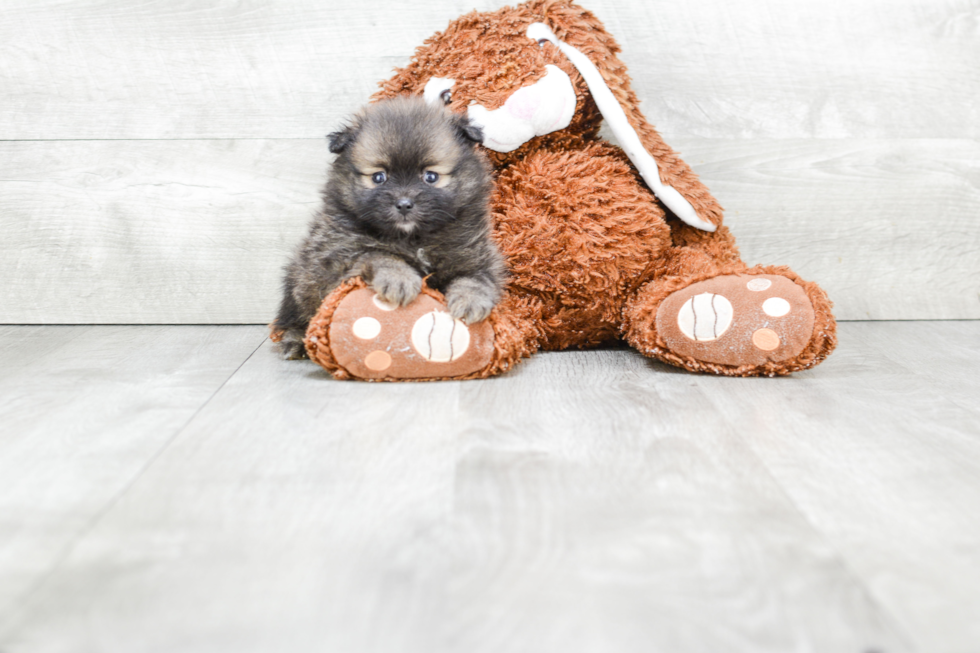 Funny Pomeranian Purebred Pup