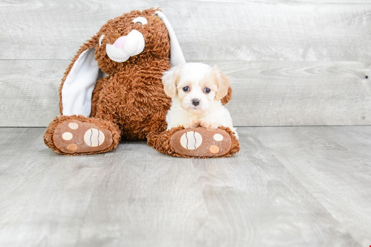 Best Cavachon Baby