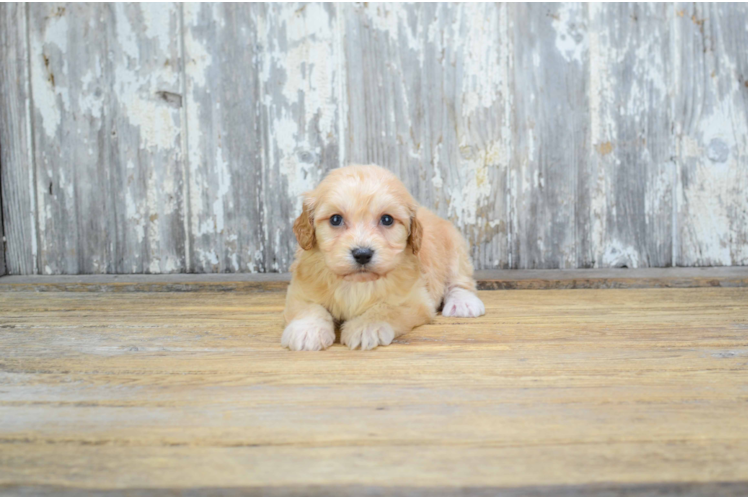 Cavachon Puppy for Adoption