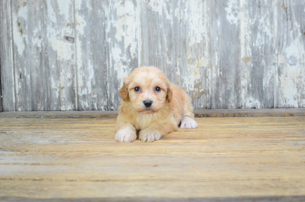 Cavachon Puppy for Adoption