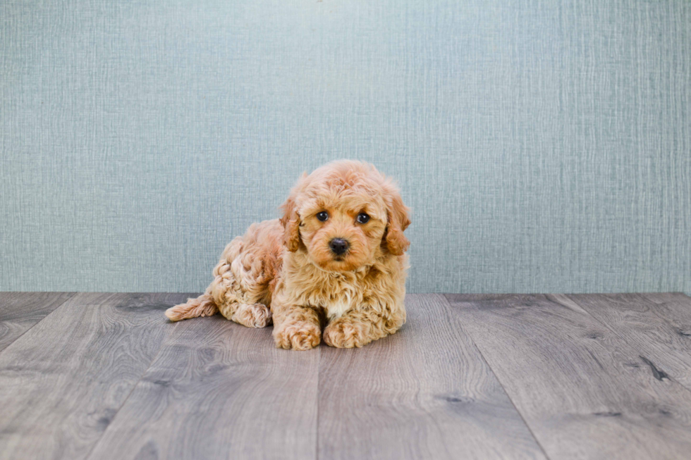 Popular Cavapoo Poodle Mix Pup