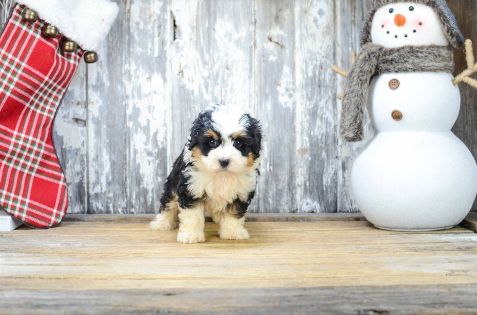 Cute Mini Bernedoodle Baby