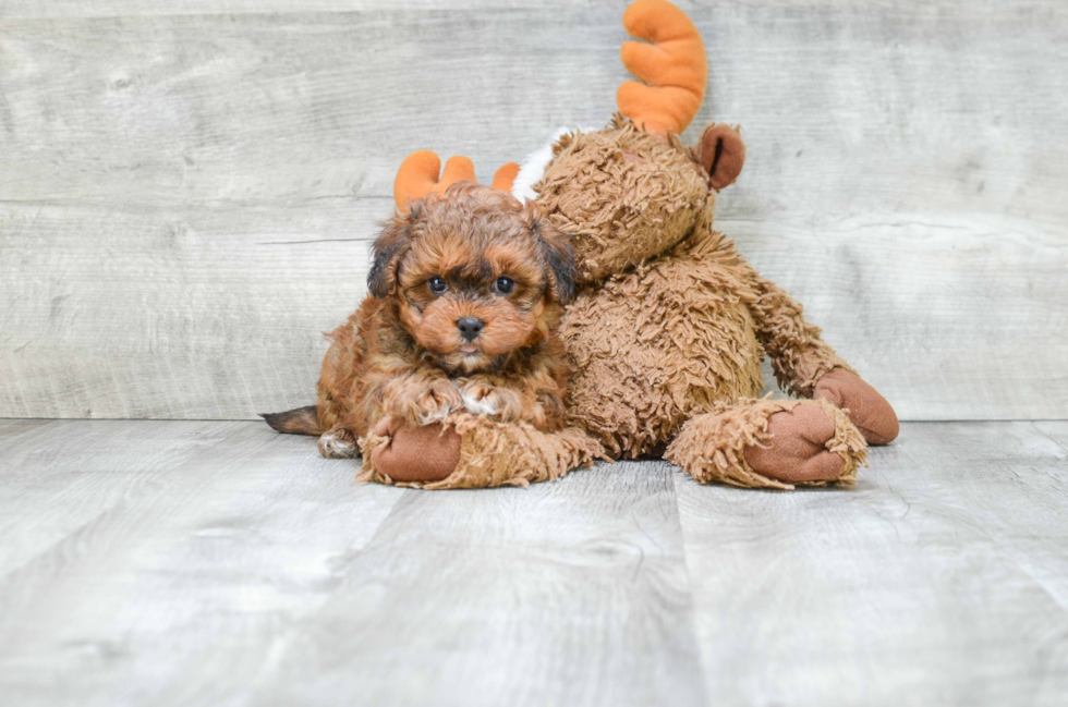 Fluffy Teddy Bear Designer Pup