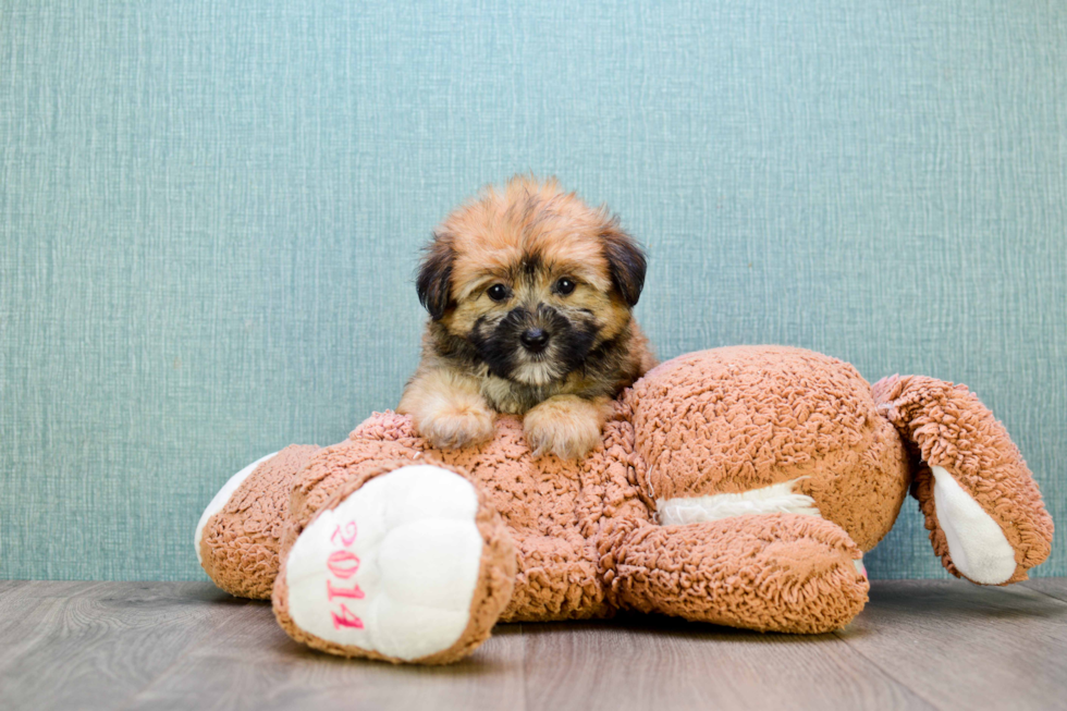 Adorable Yorkie Designer Puppy