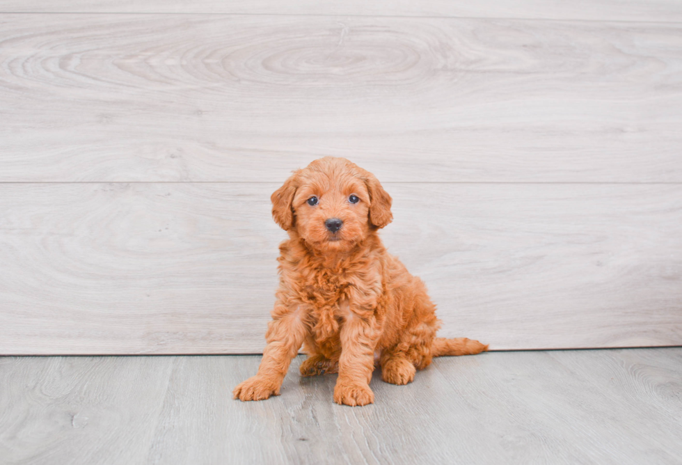 Mini Goldendoodle Pup Being Cute