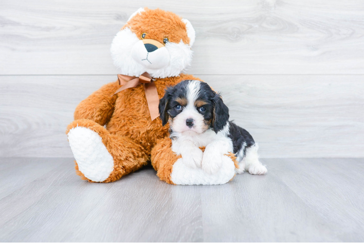 Best Cavalier King Charles Spaniel Baby