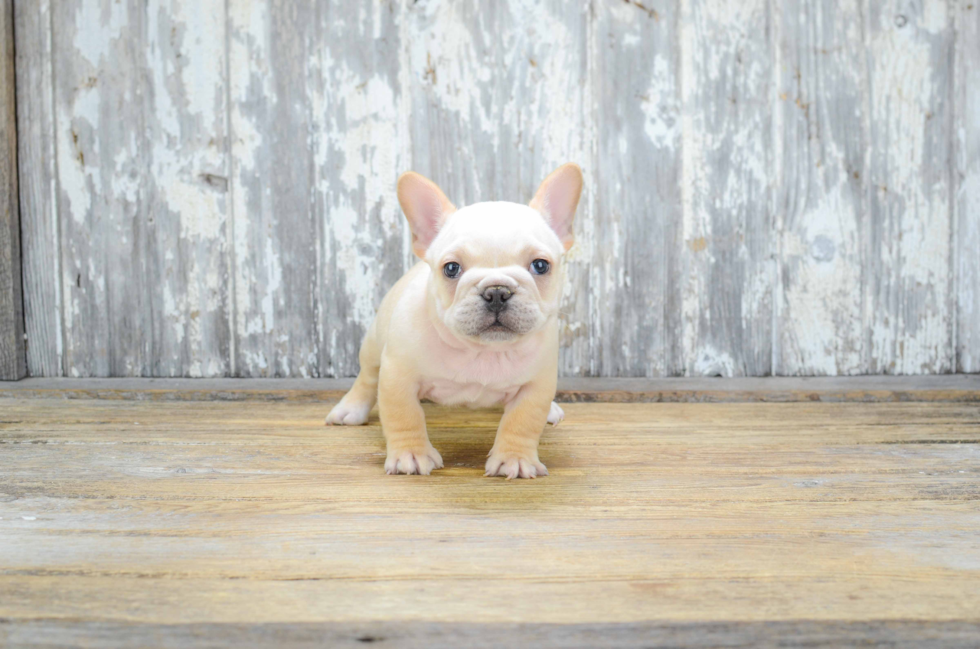 Playful French Bulldog Baby