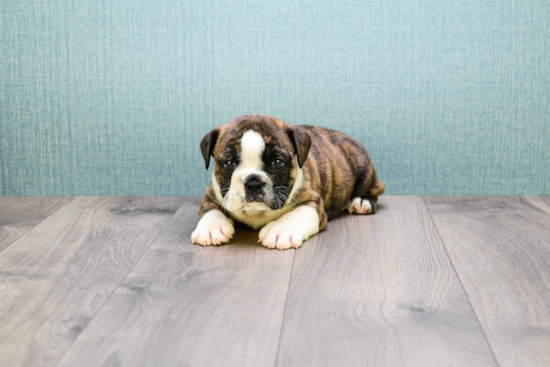 Best English Bulldog Baby