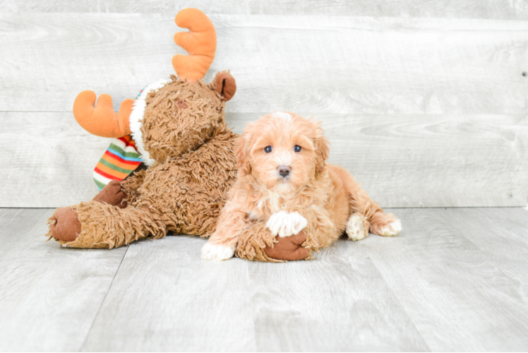 Best Cavapoo Baby