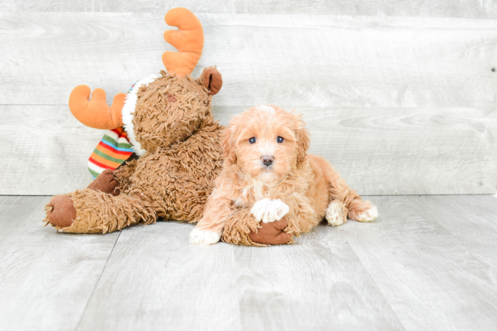 Best Cavapoo Baby