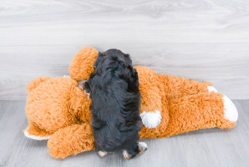 Hypoallergenic Yorkie Designer Puppy