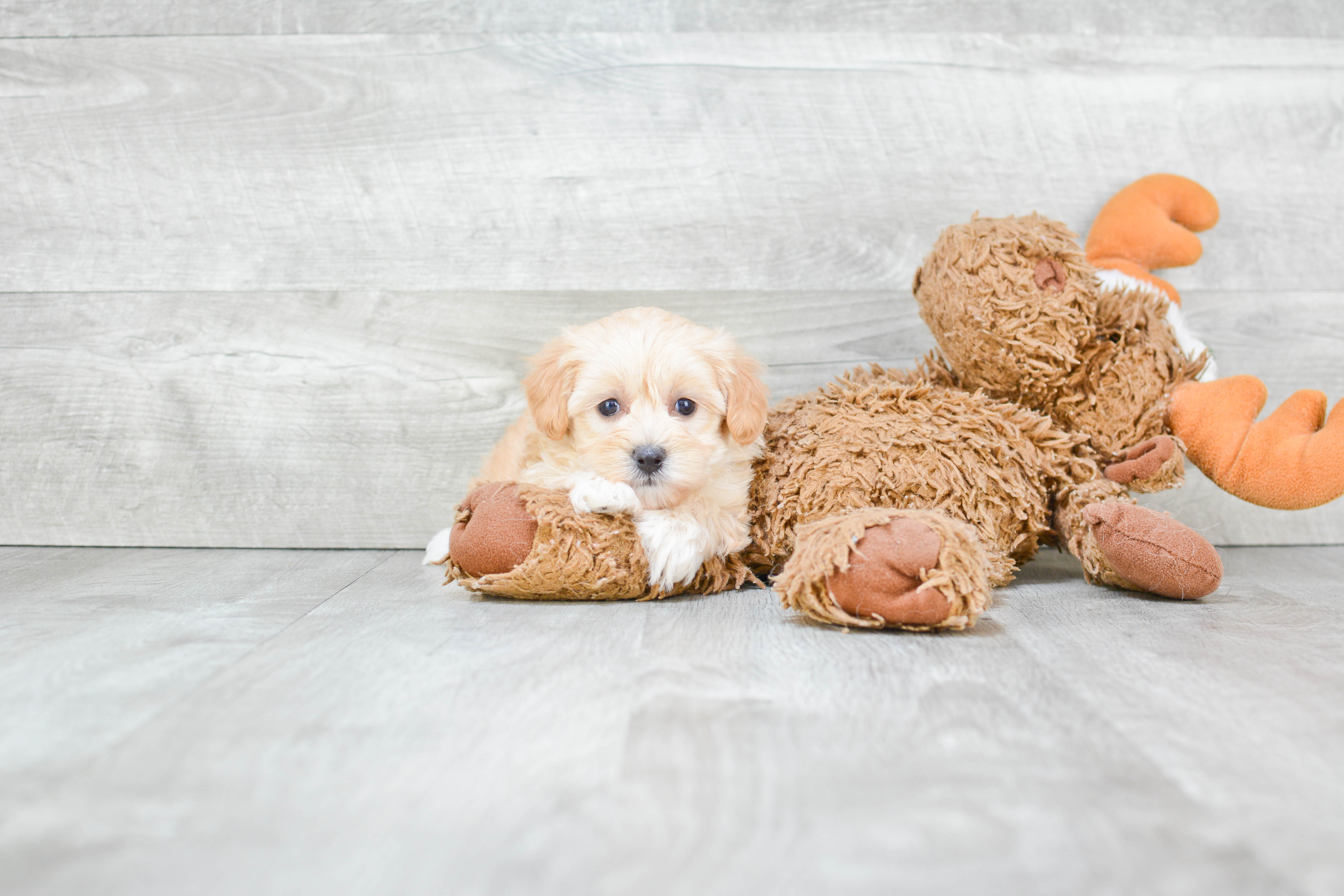 Fluffy Maltipoo Poodle Mix Pup