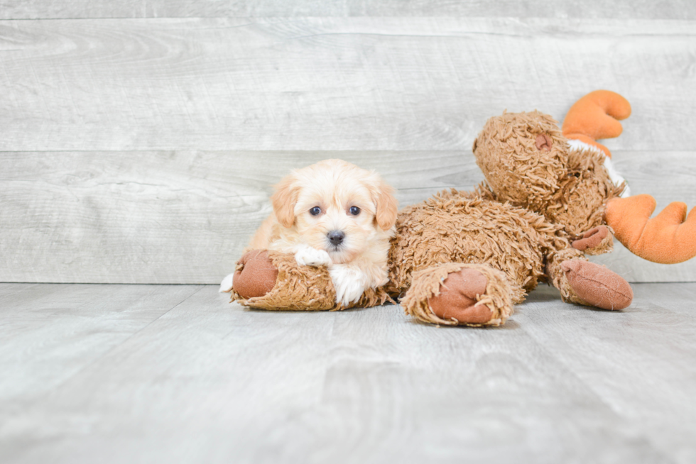 Fluffy Maltipoo Poodle Mix Pup