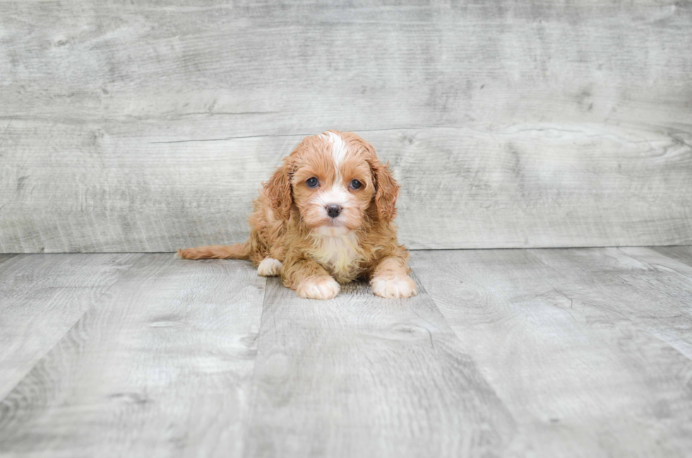 Cavapoo Puppy for Adoption