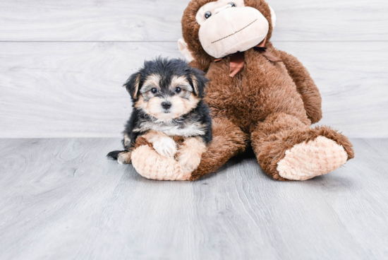 Playful Yorkie Designer Puppy