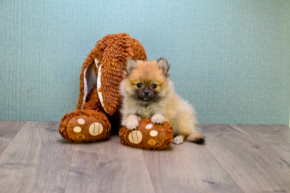 Hypoallergenic Pomeranian Purebred Pup