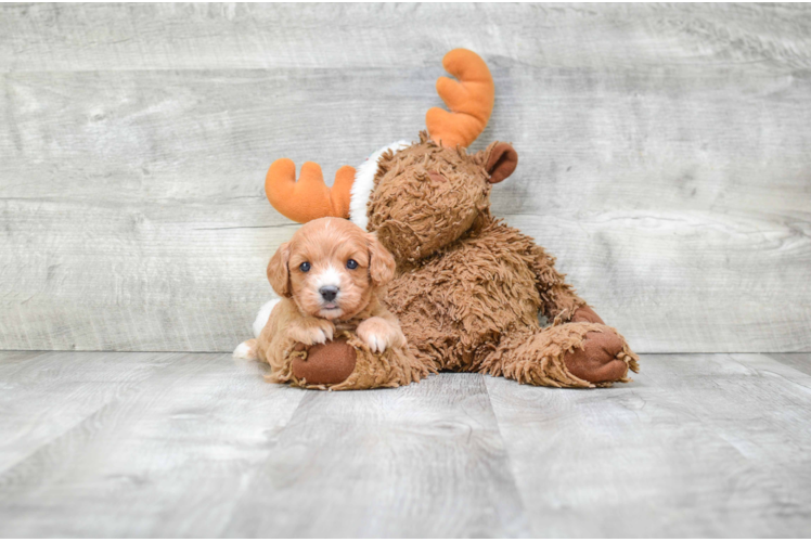 Cavapoo Puppy for Adoption