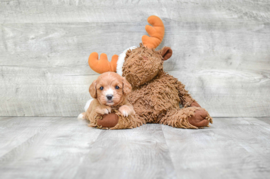 Cavapoo Puppy for Adoption