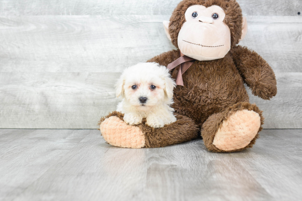 Friendly Havanese Baby