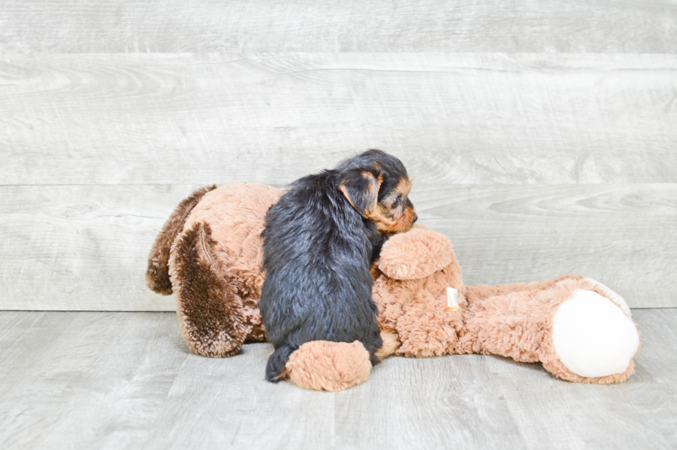 Cute Yorkie Poo Baby